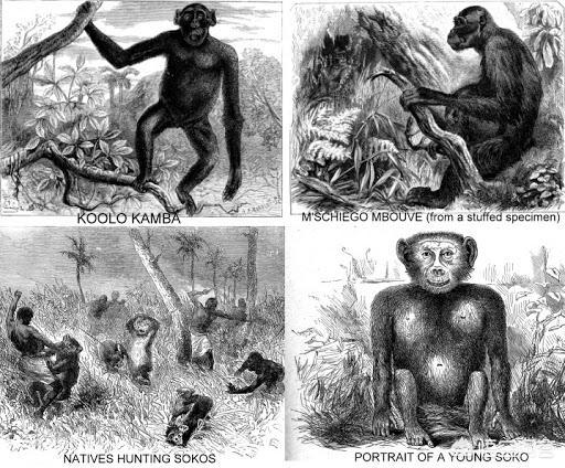 狗狗国外网站大全人猿杂交:人类与黑猩猩存在生殖隔离吗？