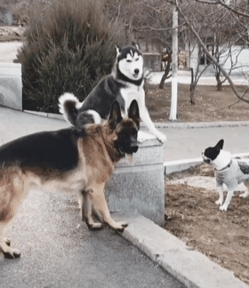 乐山犍为哈士奇吧:在哪里可以买到比较纯种的哈士奇？