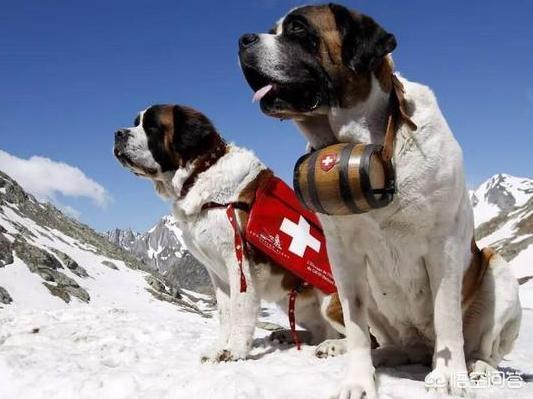 英系寻血猎犬出售:德国短毛波音达猎犬性格与用途有哪些？