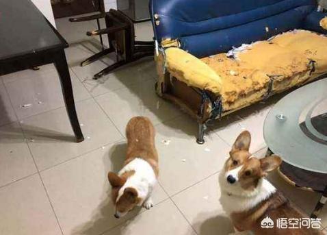 听话的柯基犬怎么训练:惩罚柯基犬，你一般是用什么方法？