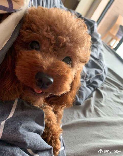 贵宾犬论坛:贵宾犬一生中会有什么心愿？