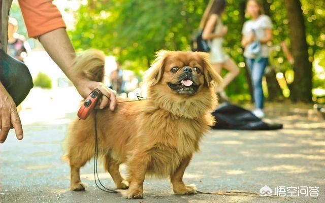 狗狗在离世前都会有哪些征兆，比熊犬离世之前会有什么样的现象你都留意过吗