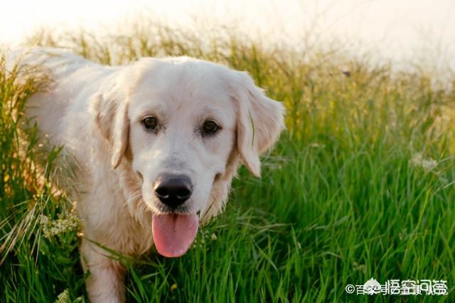 小时候拉布拉多犬性格:小时候的拉布拉多犬是不是粘人 成年之前的拉布拉多犬该什么照顾？
