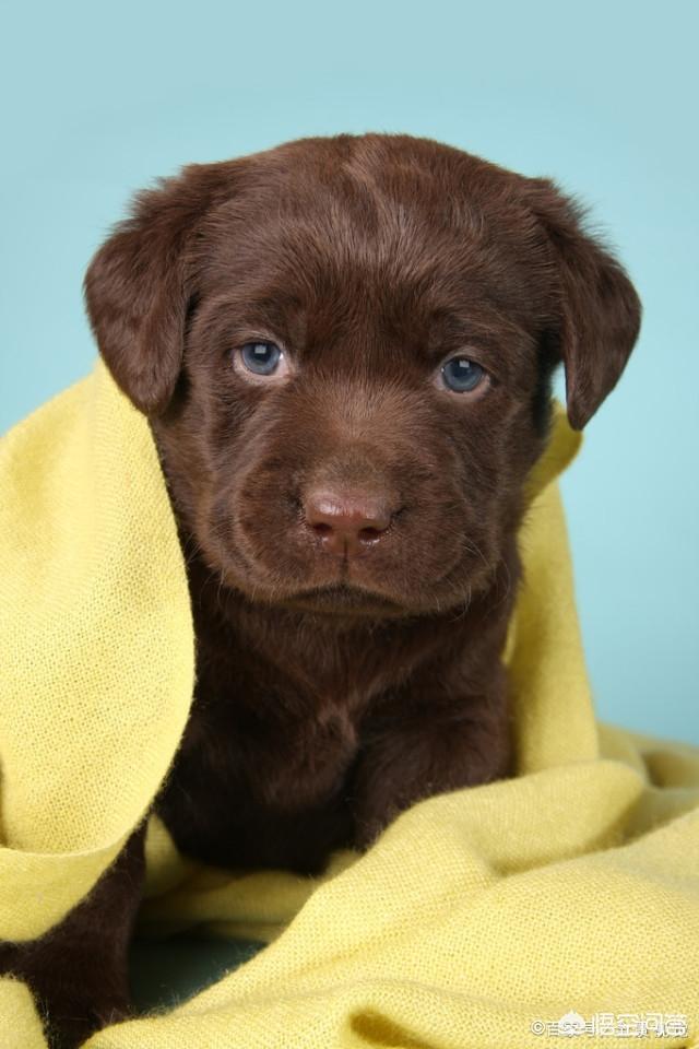 小时候拉布拉多犬性格:小时候的拉布拉多犬是不是粘人 成年之前的拉布拉多犬该什么照顾？