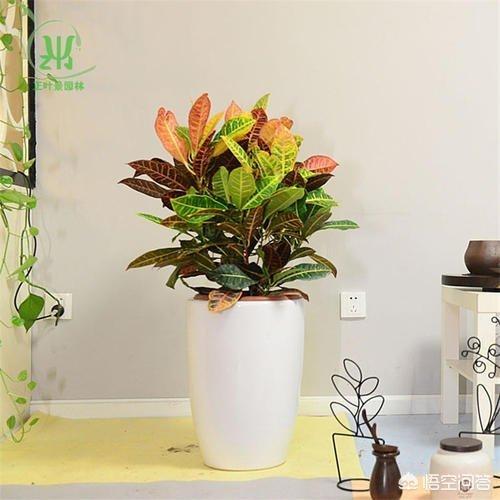 变叶木实物:植物变叶木养殖方法是什么？哪位知道？