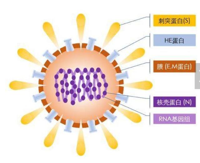 鞍山新型冠状肺炎疑似病例,新型冠状肺炎疑似病例的定义