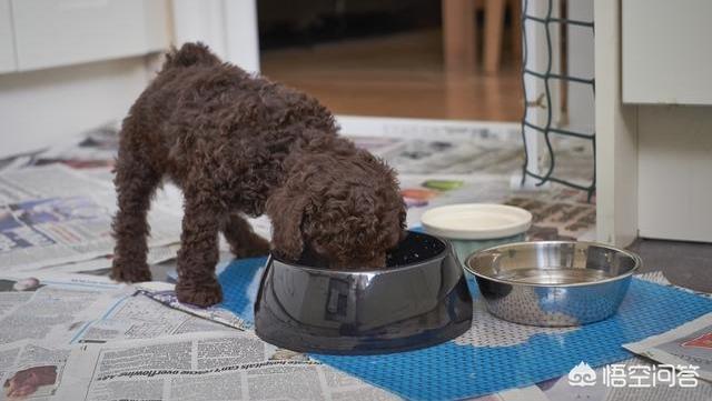 贵宾犬怎么养怎么训练:贵宾犬喂食，有什么是能吃的，有什么不能吃的？