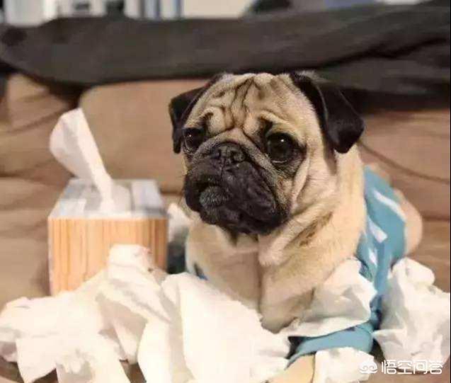 八哥狗图片搞笑卖萌:巴哥犬犯错后有哪些反应？