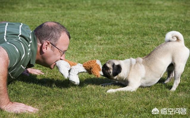八哥狗图片搞笑卖萌:巴哥犬犯错后有哪些反应？