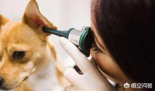 对狗耳朵说话的表情包:你养猫养狗吗？你对猫、狗爱的方式有哪些呢？