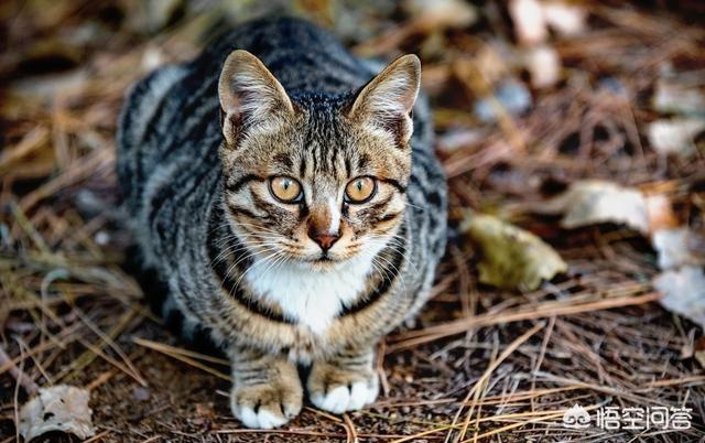 狸花猫是中国本土猫吗，怎样评价中国狸花猫与国外猫的区别，中国的狸花猫强在哪里