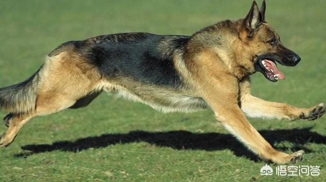粗毛牧羊犬的缺点:养边境牧羊犬好吗？养它要承受什么样的事情？