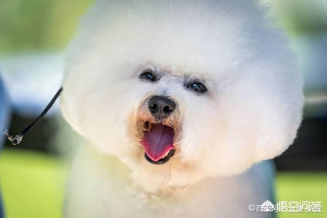 比格犬智商:请问大家，100平的房子养什么大型狗狗合适？