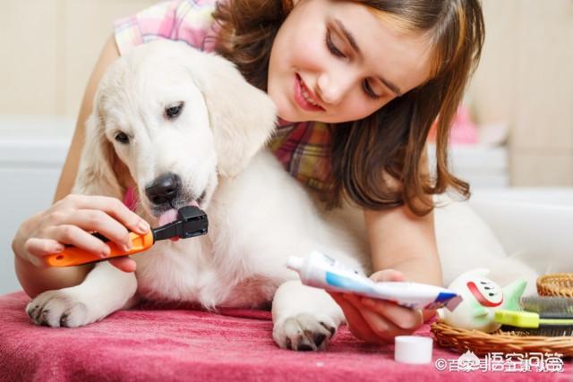 比格犬智商:请问大家，100平的房子养什么大型狗狗合适？