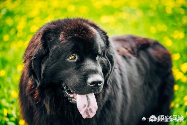 比格犬智商:请问大家，100平的房子养什么大型狗狗合适？