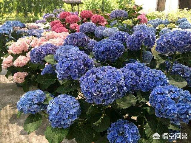 供应八仙花:东陵八仙花 绣球花能调色吗，盆栽养护时，该注意些什么？