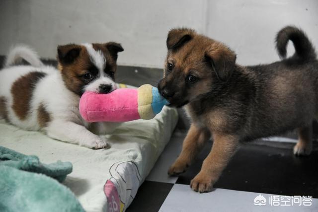 斗牛犬打架视频:哈士奇、金毛、拉布拉多打架哪个厉害？