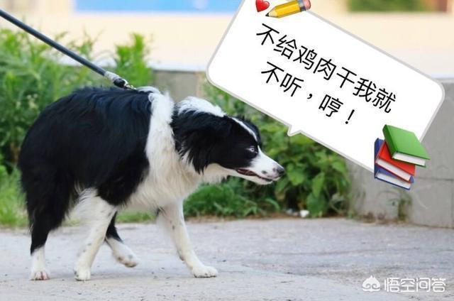 沈阳法国斗牛犬价格:“难养”指数五星的狗狗有哪些，你知道吗？