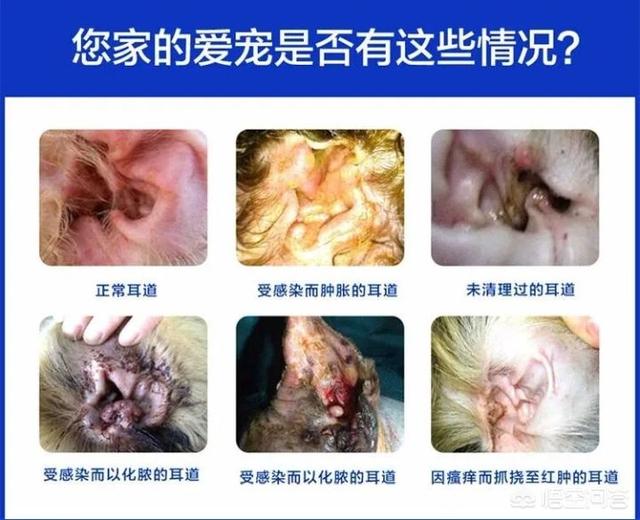 猫耳螨对人有什么症状:狗狗有耳螨是什么症状，狗耳螨都有那些症状？