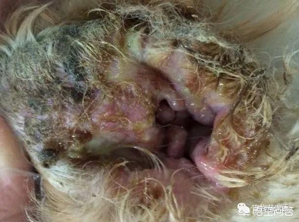 猫耳螨对人有什么症状:狗狗有耳螨是什么症状，狗耳螨都有那些症状？