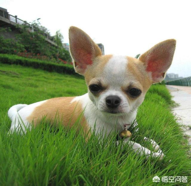 京巴狗的寿命多长时间:寿命比较长的狗狗有哪些？ 京巴狗的一般寿命是多少年