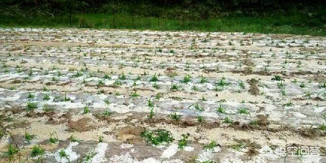 山东这次下冰雹，对农作物损害非常大，你怎么看呢？