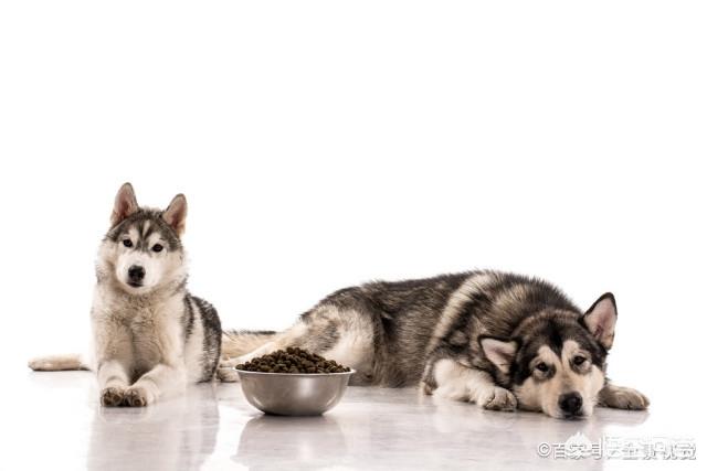 巴仙吉犬智商:雪纳瑞犬可以聪明到什么程度？ 巴仙吉犬智商相当于人几岁