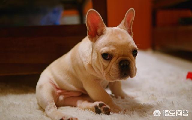 法国斗牛犬性格亲人:不少人养的法国斗牛犬都是串串，纯种的有哪些特征呢？