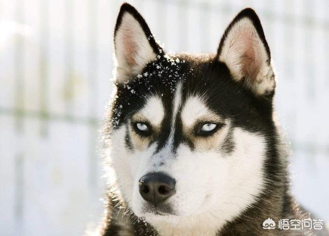 格陵兰犬是哈士奇吗:格陵兰犬pk西伯利亚牧羊犬 为什么不用哈士奇做工作犬？