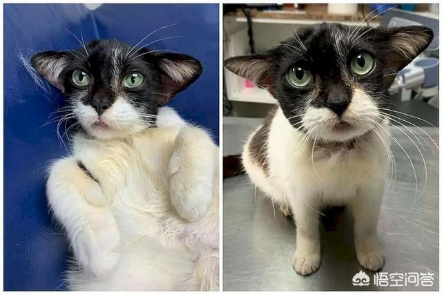 极速救援猫咪影视:因像尤达宝宝，名为Joy的救援猫怎么样了？