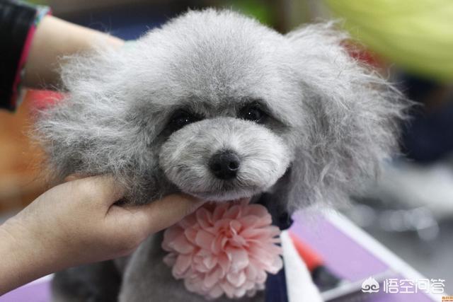 贵宾犬图片:饲养贵宾犬，有什么需要注意的吗？