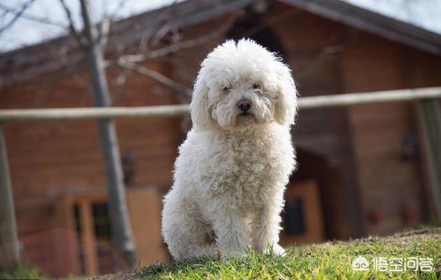 贵宾犬图片:为什么有的人不愿意养贵宾犬？