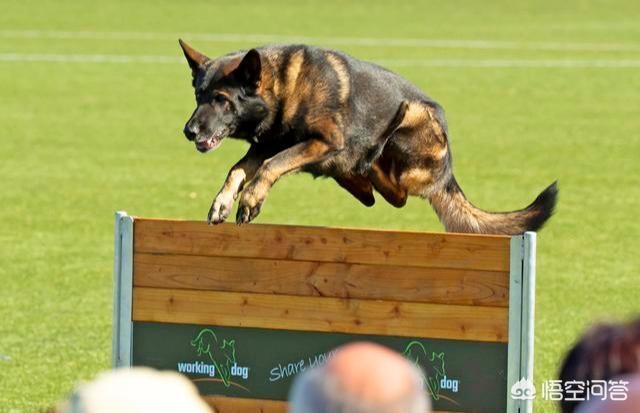 猫论坛德国牧羊犬视频:如何判断德国牧羊犬是否是纯种？
