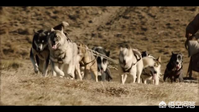 一只狗成为雪橇犬的电影:电影《多哥》中，冰层为什么会裂？