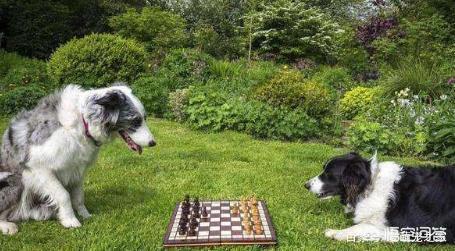 到边境牧羊犬训练教程:训练边牧的黄金期是什么时候？该怎么训练？训练什么？