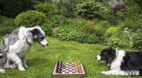 边境牧羊犬怎么训练，边牧幼犬怎么训练定点大小便