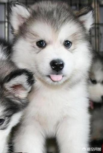 小柴犬图片小时候:柴犬的魅力到底有多大？你为什么养柴犬？
