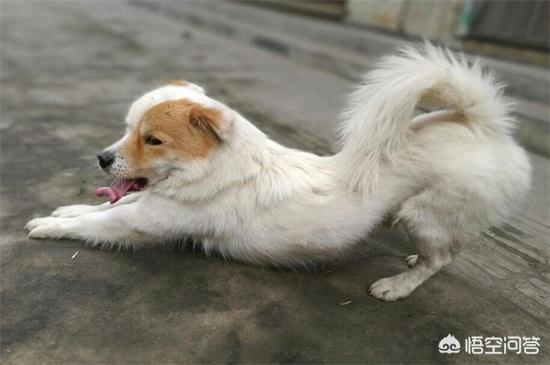头条问答 狗狗为什么会伸懒腰 这个动作有什么含义吗 馋不腻狗粮百科的回答 0赞