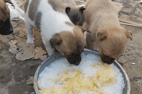 狗狗护食物:狗狗吃剩菜剩饭有什么危害？