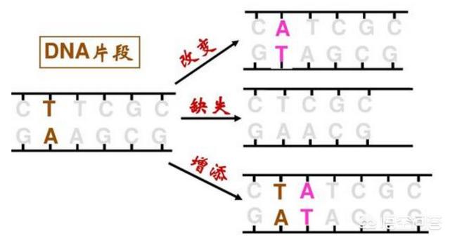 非常进化:生物自然进化速度有没有可能越来越快？为什么？