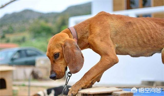 驱虫药剩半个:猫咪屁股里面每天都会出来一只小白虫是什么原因？