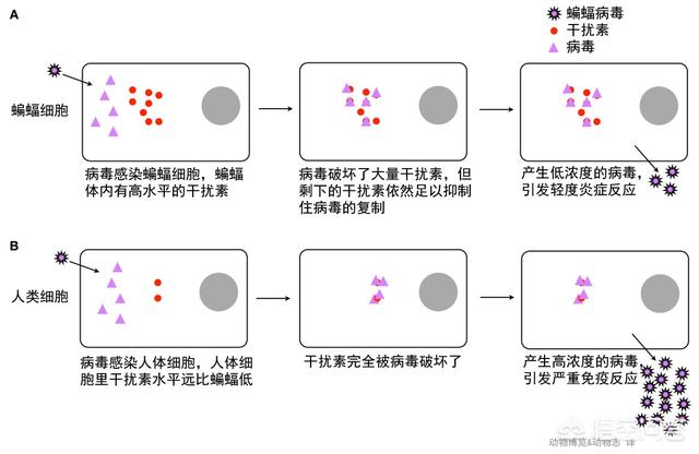 澳大利亚巨型狗头蝙蝠百度百科:如果人被蝙蝠咬了会怎么样？