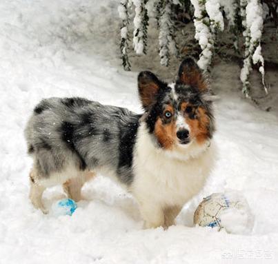 哥顿雪达犬小时候图片:为什么巴哥犬那么少人养？你知道其中的原因吗？