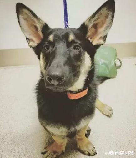 哥顿雪达犬小时候图片:为什么巴哥犬那么少人养？你知道其中的原因吗？