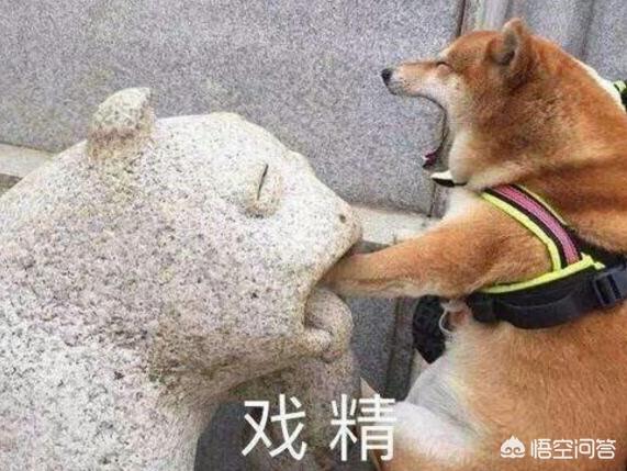 柴犬图片:为什么日本的柴犬在中国会这么受欢迎呢？