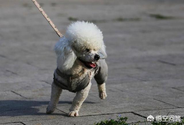 泰迪犬价格:为什么泰迪犬价格那么便宜？ 泰迪犬价钱多少