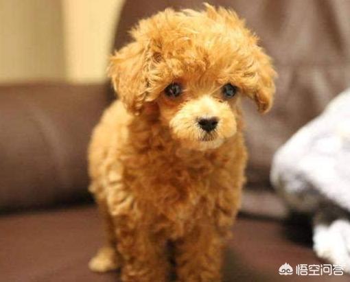 名狗图片taidi:名狗图片大全 为什么都不建议养泰迪犬？