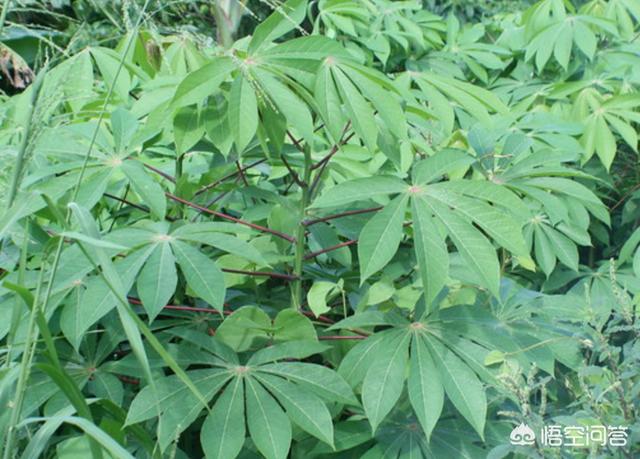 木薯每亩效益,木薯种植100亩利润,高产木薯一亩种多少棵_大山谷图库