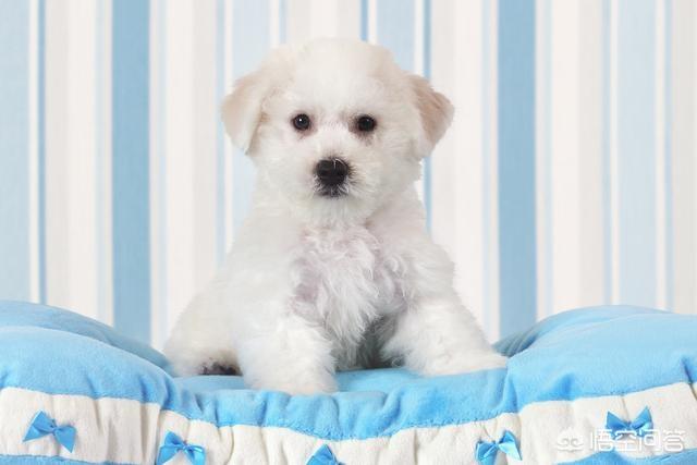成年比熊犬好养吗:比熊犬有什么缺点，为什么有人说养得人更少了？