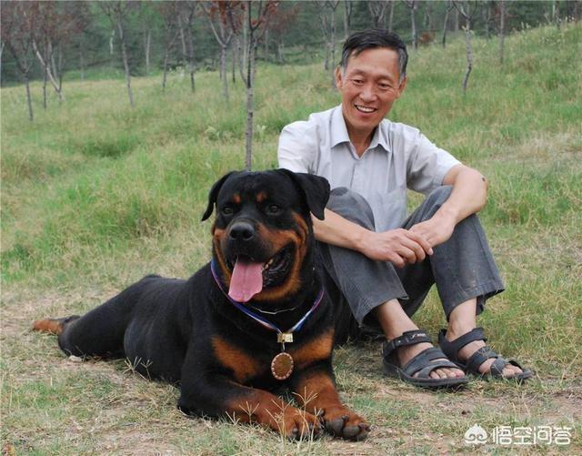 皇家护卫犬罗威纳:为什么有人说罗威纳是最好的护卫犬？